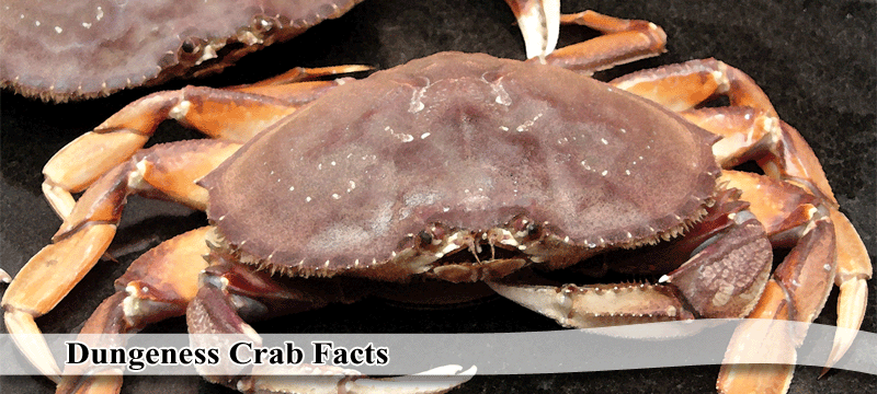 Crab Facts