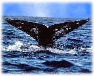 Whale in Pacific Ocean